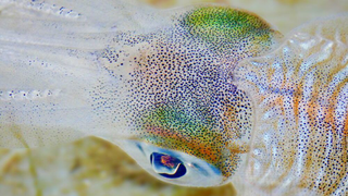 Rising CO2 Levels Could Be Messing With Squid